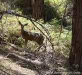 Hume Lake Giant Sequoias Deer 