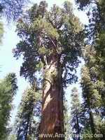 Giant Sequoias Sierra Nevadas Reedley California