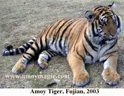 animated pics of tigers. Tiger Zhou was a gang leader,