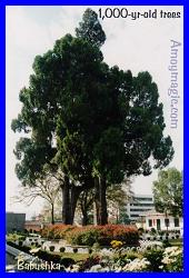 Twin 1,000-year-old trees in the courtyard of the Hakka Museum, Changting, West Fujian