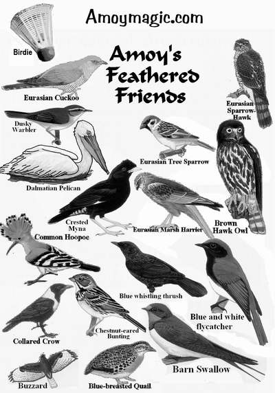 Drawings of Xiamen birds, including buzzard, blue-breasted quail, barn swallow, blue and white flycatcher, blue whistling thrush, common hoopoe, crested myna, Eurasian Marsh Harrier, brown hawk owl, Eurasian sparrow hawk,, dusky warbler, dalmatian pelican, dusky warbler, Eurasian cuckoo, Eurasian sparrow hawk, badminton birdie, deng deng 