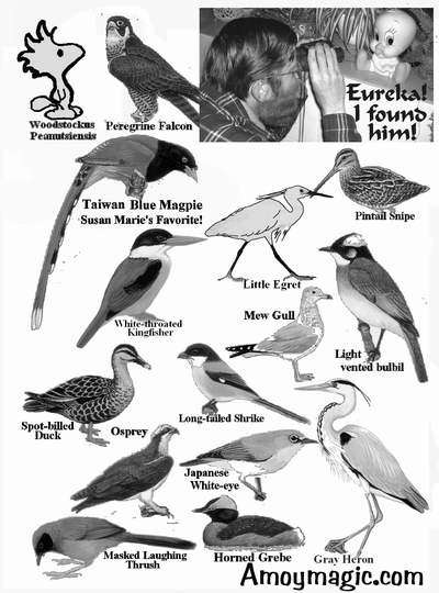 More Drawings of Xiamen birds (Fujian, China), including peregrine falcon, Taiwan blue magpie, little egret, pintail snipe, mew gull, light vented bulbil, long-tailed shrike, spot-billed duck, osprey, Japanese white-eye, horned grebe, gray heron, masked laughing thrush, deng deng.  Amoy Magic--Guide to Xiamen and Fujian, China  http://www.Amoymagic.com Xiamen and Fujian tourism, travel, business, investment, trade, cuisine, history, culture, Chinese humor and jokes, language study, Xiamen University, MBA, expatriate, research, deng deng!  