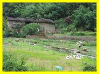 beautiful countryside on the way to the Hakka round houses in Nanjing