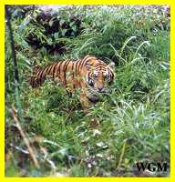 majestic South China tiger ( Amoy Tiger) in Fujian Province's Meihua Mountain Nature Reserve
