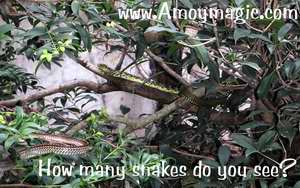 How many snakes do you see?  There are at least 4 in the photo.  Wuyi is the snake kingdom of the world. 