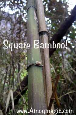 Square Bamboo!  Yes, it really does exist in Wuyi Mountain, Fujian Province--and also in Ningde's Taimu Mountain (northeast Fujian)   